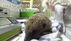 Un centre de soins pour animaux sauvages