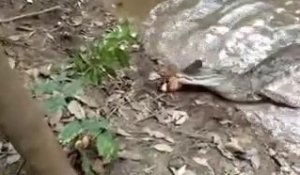Ce crocodile fait l'erreur de mordre une anguille électrique