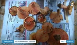 Jura : les autorités sévissent face aux cueillettes illégales de champignons