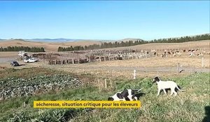 Cantal : les éleveurs en difficulté à cause de la sécheresse