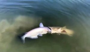 Un Poisson Chat Trop Gourmand Se Retrouve Avec Une Tortue