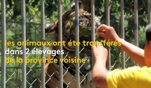 Thaïlande : 86 tigres morts maltraités par des moines bouddhistes