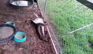 Ils découvrent un python dans leur ferme en train de manger leurs canards