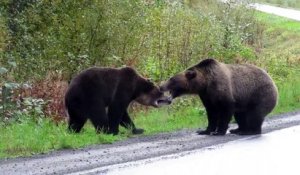Deux ours se battent sur une route
