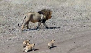 Ce lion essaie de semer ses bébés lionceaux... Pas simple la vie de papa