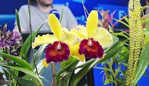 Ça va bien pour eux : Vacherot et Lecoufle figure parmi les plus vieilles pépinières d'orchidées au monde