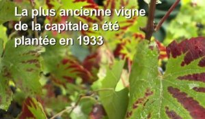 Les vignes de Montmartre vendangées à Paris