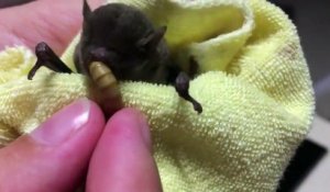Cette jeune chauve-souris adore les gros vers