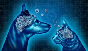 Races : Comment l'homme modifie le cerveau du chien