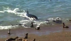 Une orque vient jusque sur la plage pour chasser le phoque