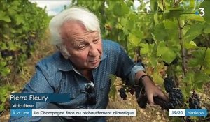 Champagne : les vignerons s'adaptent au changement climatique