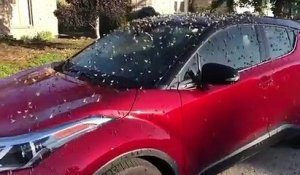 Des milliers d'insectes recouvrent sa voiture en intégralité !