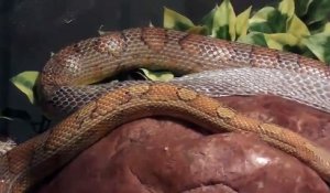 Regardez ce serpent changer de peau en pleine mue !
