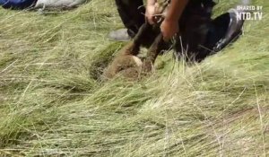 Un mouton se retrouve coincé dans un trou... incompréhensible