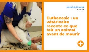 Euthanasie : un vétérinaire raconte ce que fait un animal avant de mourir