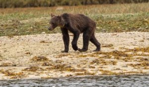 Privés de nourriture à l'approche de la période d'hibernation, des grizzlis très amaigris ont été aperçus au Canada