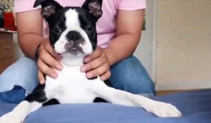 Ce chien adore les massages !