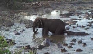 Un hippopotame s'amuse à tirer la queue d'un éléphant. Tellement drôle