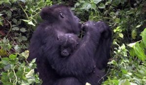 RDC: des gorilles dans les griffes d'un conflit entre Pygmées et Rangers