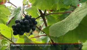 Vignoble français : de nouvelles régions émergent
