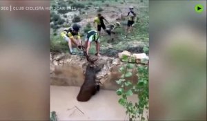Des cyclistes tentent de sauver un cerf tombé dans la rivière... Risqué