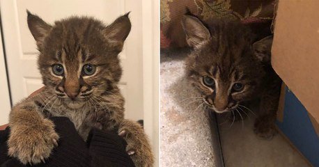 Une Americaine Recueille Un Chaton Abandonne Qui Est En Realite Un Bebe Lynx Sur Orange Videos