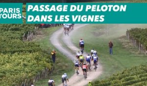 Paris-Tours 2019 - Passage du peloton dans les vignes