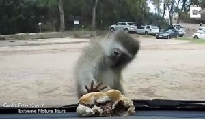 Ce singe essaie d'attraper le burger derrière le pare-brise d’une voiture