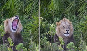 Un photographe surpris par un lion qui rugit fort devant lui, avant de lui sourire avec un clin d'oeil