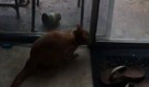 Quand un écureuil vient regarder à la fenêtre : Zoo inversé