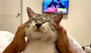 Ce chat profite bien des massages au visage