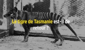 Le tigre de Tasmanie est-il de retour ?