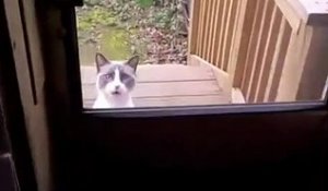 Un chat qui veut rentrer