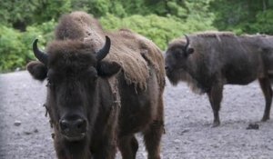 Des bisons réintroduits en Azerbaïdjan pour la sauvegarde de l'espèce