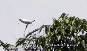 L'araponga blanc, l'oiseau le plus bruyant du monde