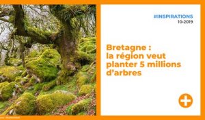 Bretagne : la région veut planter 5 millions d’arbres