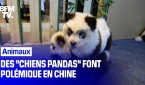 Des "chiens pandas" font polémique en Chine