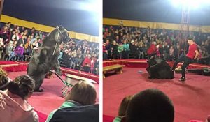 Un ours de cirque se jette sur son dresseur et l'attaque