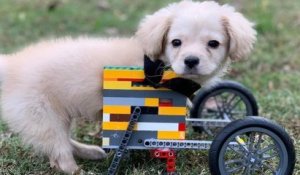 Un enfant de 12 ans fabrique un fauteuil roulant en Lego pour un chien handicapé