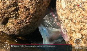 Finistère : attention aux physalies sur les plages