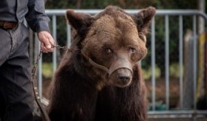 Après le sauvetage de Mischa, une association de protection animale appelle à sauver « Glasha et Bony », deux autres ours exploités