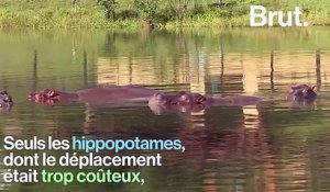 Des hippopotames sauvages, un héritage encombrant de Pablo Escobar