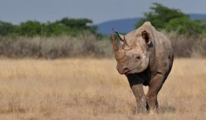 Jacob, le rhinocéros noir du zoo de Pont-Scarff serait mort de « faim » et de « fatigue »