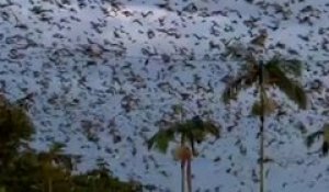 Australie: Des centaines de milliers de chauves-souris envahissent une ville