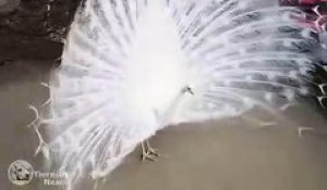 La queue de ce paon blanc est magnifique