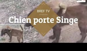 Un chien porte un bébé singe abandonné sur le dos jusqu&#39;au poste de police