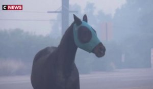 Californie : les chevaux menacés par les incendies