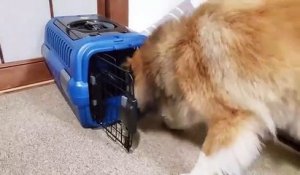 Comment ce chien arrive-t-il à entrer dans cette cage ?