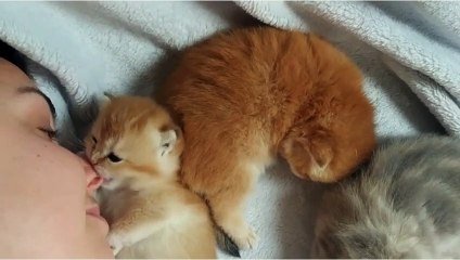 Ce Bebe Chaton Leche Et Mordille Le Nez De Cette Femme Trop Mignon Sur Orange Videos