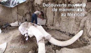Découverte majeure de restes de mammouths au Mexique